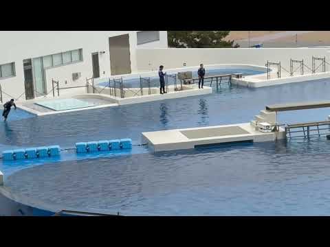 ランちゃんに見守られながらトレーニング　須磨シーワールドにて　2025年12月25日 サムネイル