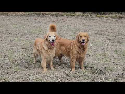 落ちてましたよ。イロハの同胎犬(一緒に産まれた)のシェルビー君の落とし物。 サムネイル
