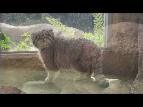 ナルくん朝のパトロール中⁈ マヌルネコ　神戸どうぶつ王国にて　2025年12月26日 サムネイル