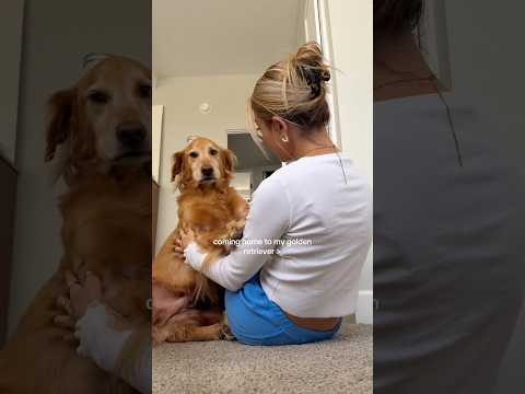 dog-tor coby to rescue🛟goldenpup puppy goldenpupppy dogbree… サムネイル