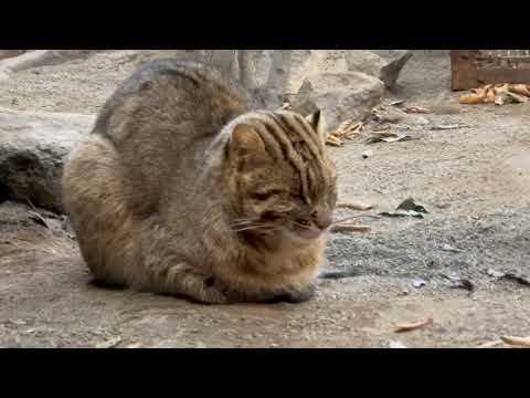 眠るビワくん　アムールヤマネコ　那須どうぶつ王国にて　2026年1月11日 サムネイル