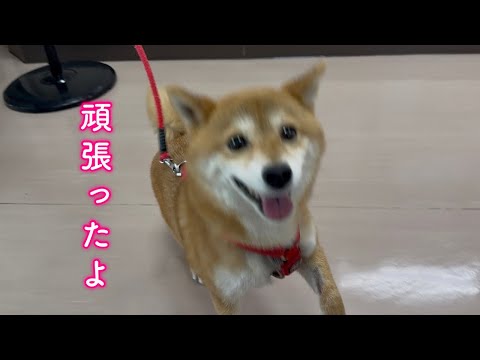 病院での幹細胞治療を乗り越えて家族と再会し笑顔で飛び込んでくる柴犬が可愛い サムネイル