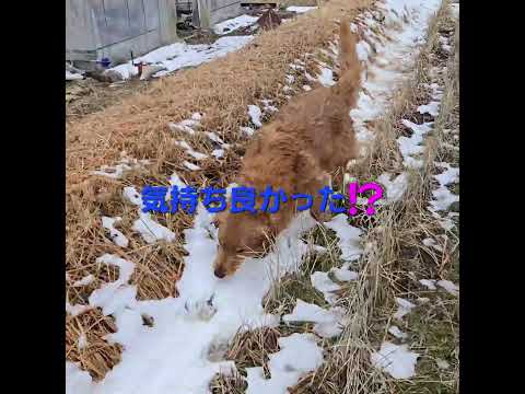 少なく成った雪でも精一杯遊ぶゴールデンレトリバー２歳。 ゴールデンレトリバー 大型犬のいる生活 goldenretri… サムネイル