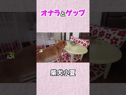 オナラとゲップ 神戸 柴犬 shiba shibainu 癒し サムネイル