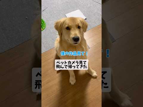 粉雪（ペットシーツ）goldenretriever ゴールデンレトリバー サムネイル