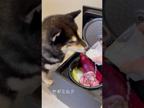 きびだんごで、おに退治〜！！shibainu サムネイル