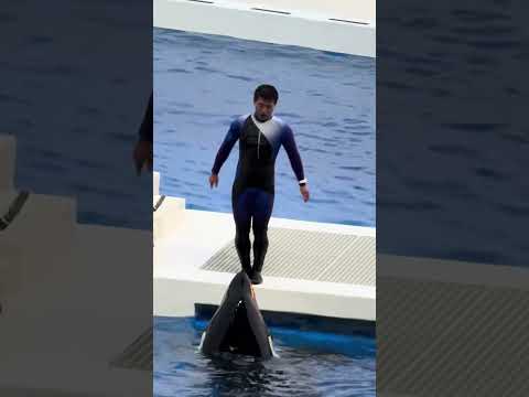 shorts 全パフォーマンス終了後のランちゃん　須磨シーワールドにて　2025年12月25日 サムネイル