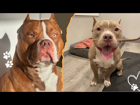 The Special Trait Only Pit Bulls Have サムネイル