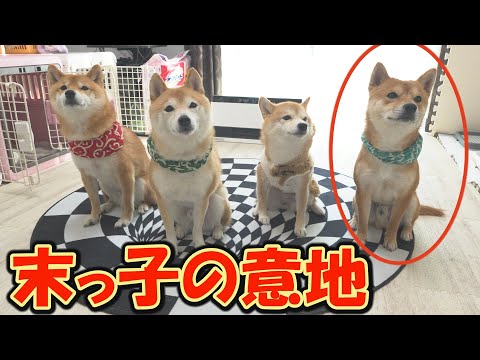何をやっても兄と姉に負けてしまう末っ子柴犬が、偉業を達成しました。 サムネイル