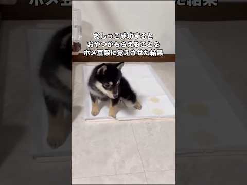 ポメ豆柴におやつがもらえる方法を学習させたらおしっこしたフリを習得しました ポメラニアン 柴犬 豆柴 shorts サムネイル
