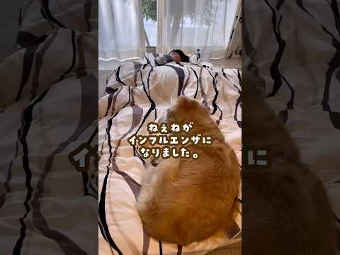 インフルエンザになってねぇねに添い寝する大型犬 ゴールデンレトリバー 大型犬のいる生活 大型犬と子供 goldenre… サムネイル