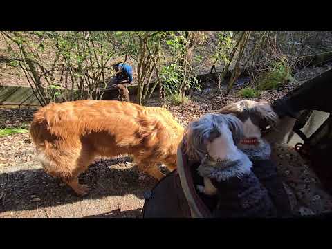 田んぼで遊んで汚れたので洗われるしシェルビー君。 サムネイル