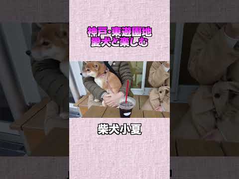 神戸・東遊園地 愛犬と楽しむ 神戸 柴犬 shiba サムネイル