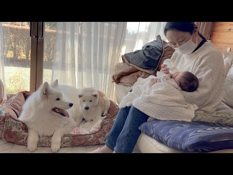 赤ちゃんを大歓迎で家に迎え入れる柴犬とサモエド サムネイル
