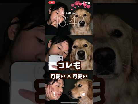 この動画、実は…ぜんぶ @vivavideoapp で作ってます✨ ゴールデンレトリバー 愛犬 癒し goldenre… サムネイル