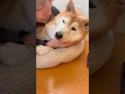 柴犬福 うるさい部屋から逃げた先で姉に捕まってしまった時の柴犬🤣Sis and Shiba🤣姉と柴 shorts fu… サムネイル