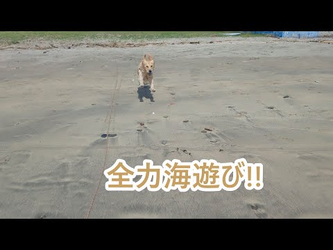 全力海遊びと4年間の田舎暮らし。ゴールデンレトリバーティト サムネイル