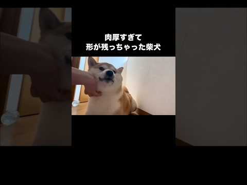 全然強く握ってないのに愛犬の顔下をもちゃもちゃするとこうなる 柴犬 柴犬のいる暮らし shorts サムネイル