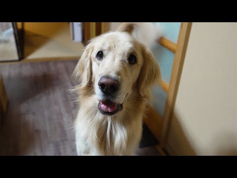 【可愛いだけじゃない！】大型犬を安易に飼ってはいけない理由 サムネイル