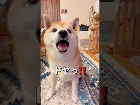 抜き打ちテスト🤣柴犬 shibainu shorts サムネイル