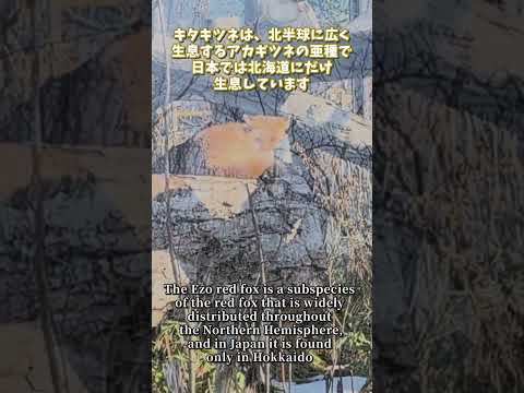 【旭山動物園】キタキツネ🦊[Asahiyama Zoo] Ezo red fox　shorts サムネイル