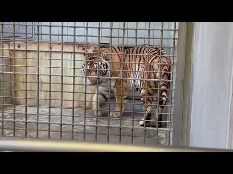 ソーンさんが夕方からのお外担当終わってから本格お食事だから少ないんですヨ〜💦　アムールトラ　浜松市動物園にて　2026… サムネイル