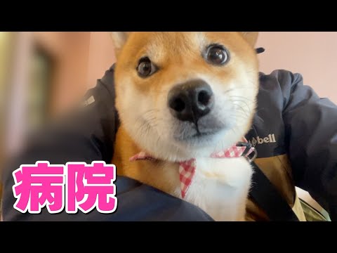 【柴犬小夏】腫瘍のような膨らみを発見　病院へ行きその後 サムネイル
