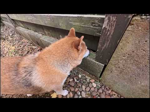 侵入者アリ！緊急でカメラ回しています！ サムネイル