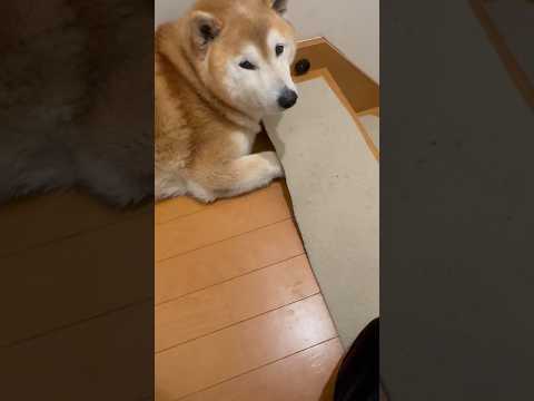 柴犬福 少し怪しい肉球犯🤣Why here🤣shorts funny funnydog 柴犬 dogshorts sh… サムネイル