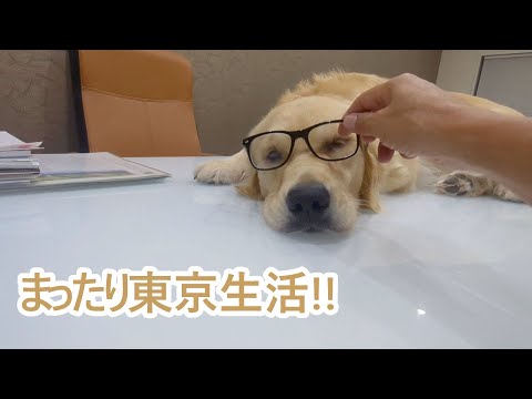 まったり東京生活は続く。ゴールデンレトリバーティト サムネイル