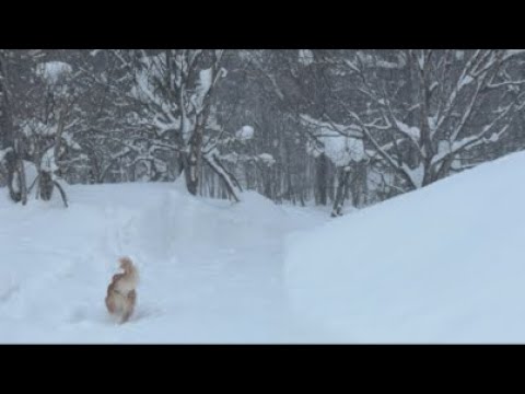 ミントの大冒険 がライブ配信中！ サムネイル