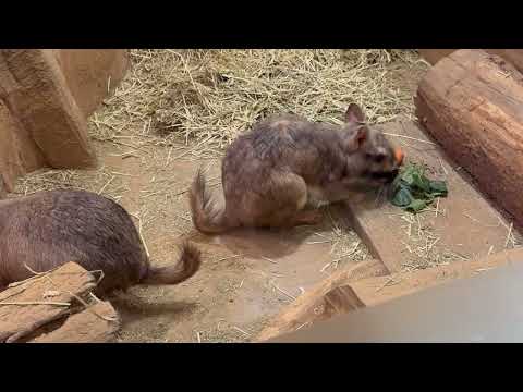 ゴエモンくんとルイちゃん モグモグ タイム♪ ビスカチャ　埼玉県こども動物自然公園にて　2026年3月7日 サムネイル