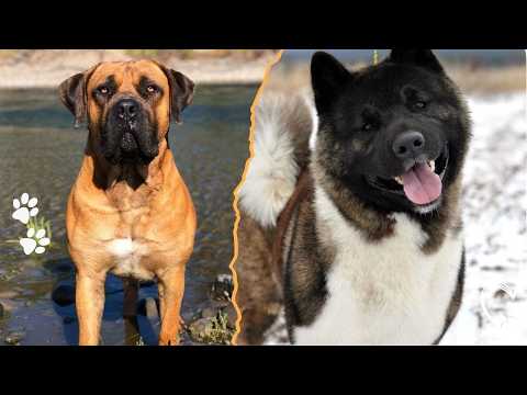 Top 4 Strongest Working Dogs in the World サムネイル