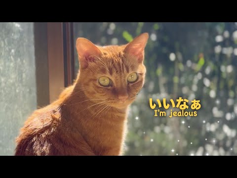 お兄ちゃんは自分のお願いを断らないと分かっている妹猫　Luna Knows Kuu Won’t Say No サムネイル