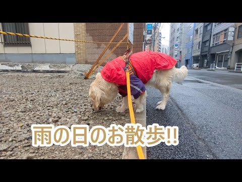 雨の日のお散歩と！ゴールデンレトリバーティト サムネイル