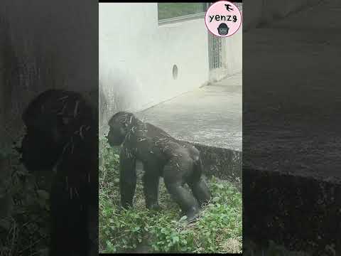 gorilla cute preparation for jumping gorillatag ringo taipe… サムネイル