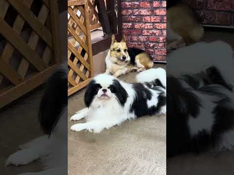 shorts ハナマルくん　狆　那須どうぶつ王国　IMG 7969 サムネイル