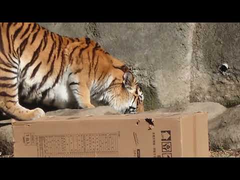 今日はサーシャの日　アムールトラ　浜松市動物園にて　2026年2月14日 サムネイル