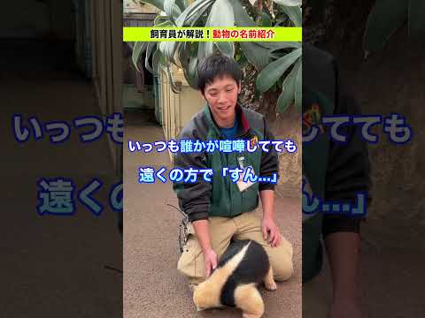 【動物の名前紹介】アリクイのコンくん & トトくん！ サムネイル