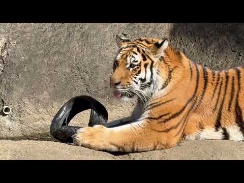 タイヤさんも水浴びさせてあげる(？)サーシャちゃん　アムールトラ　浜松市動物園にて　2026年2月15日 サムネイル