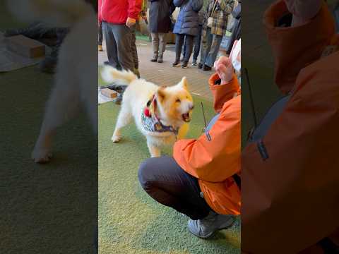 shorts 餅つきの応援に来たワン！サモエドのアカネちゃん　那須どうぶつ王国にて　2026年1月1日 サムネイル