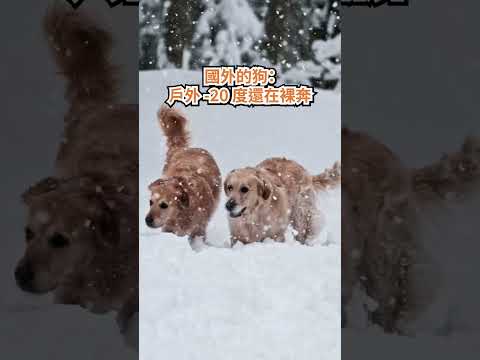 #台灣 #狗 住在另一個星球? - 安德鏡頭下的世界 サムネイル