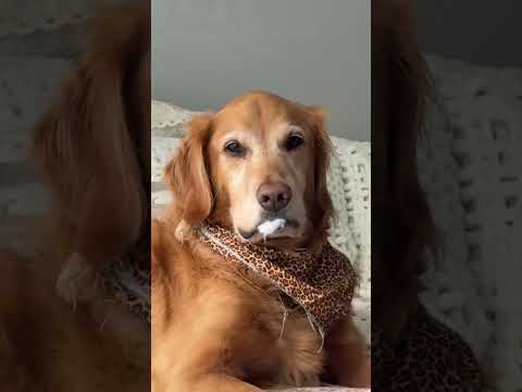 coming home to my golden retriever🥵goldenretreivers dog pup… サムネイル