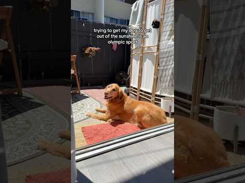 coming home to my golden retriever🥵goldenretreivers dog pup… サムネイル