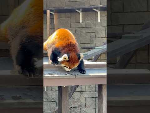 shorts ランマルくんのモグモグ タイム　レッサーパンダ　浜松市動物園にて　2026年2月15日 サムネイル
