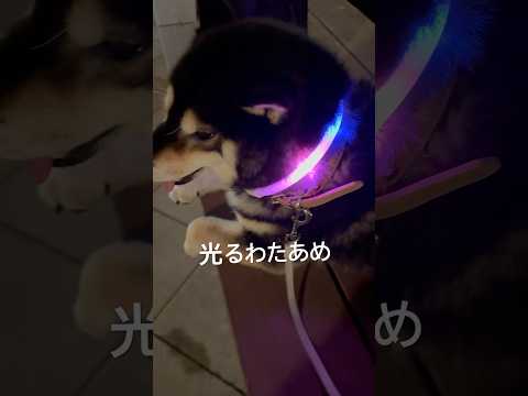 お祭りで買える光るわたあめ欲しかったなぁ！shorts サムネイル