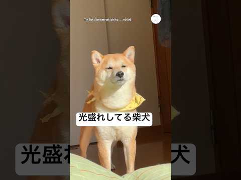 まさかの表情…光が当たって盛れてる柴犬　　柴犬　犬　いぬ　面白い　犬のいる暮らし サムネイル