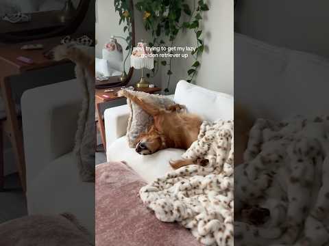 coming home to my golden retriever🤍goldenretreivers dog pup… サムネイル