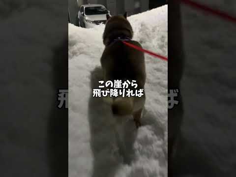 胡麻柴🐕が立てた大胆な計画の正体・・・ サムネイル