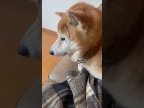 柴犬福 おばあさんの電話で起きてしまった時の柴犬😂Wokn up Shiba🤣#shorts #funny #funn… サムネイル